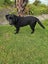 6 month Labrador puppy Carousel 2