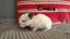 Purebred baby minilops!!! Carousel 4