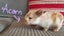 Purebred baby minilops!!! Carousel 8