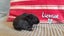 Purebred baby minilops!!! Carousel 7