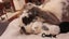 Purebred baby minilops!!! Carousel 11