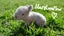 Purebred baby minilops!!! Carousel 3