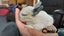 Purebred baby minilops!!! Carousel 6