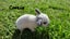 Purebred baby minilops!!! Carousel 9