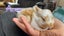 Purebred baby minilops!!! Carousel 12