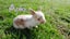 Purebred baby minilops!!! Carousel 14