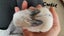 Purebred baby minilops!!! Carousel 16