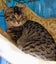 Tink - WWC Rescue Kitten Carousel 1