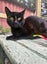 Merlin - WWC Rescue Cat Carousel 3