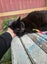 Merlin - WWC Rescue Cat Carousel 4