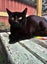 Merlin - WWC Rescue Cat Carousel 5