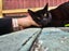 Merlin - WWC Rescue Cat Carousel 6