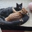 SIMBA & GRACIE - KITTENS AVAILABLE FOR ADOPTION - PET WHISPERER RESCUE Carousel 1