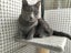 SIMBA & GRACIE - KITTENS AVAILABLE FOR ADOPTION - PET WHISPERER RESCUE Carousel 4