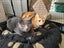 SIMBA & GRACIE - KITTENS AVAILABLE FOR ADOPTION - PET WHISPERER RESCUE Carousel 5