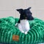 Charlie's Ascher Plush Corduroy Square Dog Bed Eden Green - Small Carousel 3