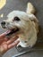 Louie - 9 years, Good with Other Dogs, Cats and Children Carousel 2