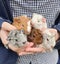 Baby Abyssinian Guinea Pigs Carousel 1