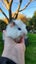 Baby Abyssinian Guinea Pigs Carousel 3
