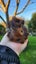 Baby Abyssinian Guinea Pigs Carousel 6
