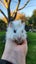 Baby Abyssinian Guinea Pigs Carousel 4