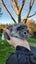 Baby Abyssinian Guinea Pigs Carousel 8