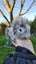 Baby Abyssinian Guinea Pigs Carousel 11