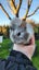Baby Abyssinian Guinea Pigs Carousel 12