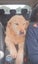 Beautiful Golden retriever Carousel 2