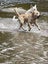 Beautiful Golden retriever Carousel 3