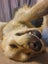 Beautiful Golden retriever Carousel 4