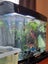 Complete Aquarium Carousel 1