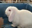 Pet Rabbit Carousel 1