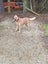 Rocky the Red Heeler gisborne Pound Dog Carousel 3