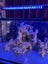 450 Litre aquarium with items listed - cost $3500, going out cheap. Carousel 4