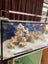 450 Litre aquarium with items listed - cost $3500, going out cheap. Carousel 5