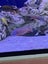 450 Litre aquarium with items listed - cost $3500, going out cheap. Carousel 7