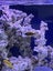 450 Litre aquarium with items listed - cost $3500, going out cheap. Carousel 8