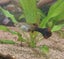 Fully Set Up Tropical Tank Carousel 4
