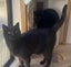 Furrytails Await – Adopt a kitten or cat for just $60 Carousel 9