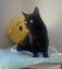 Furrytails Await – Adopt a kitten or cat for just $60 Carousel 10