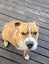 Sweetest 3-legged Sharpei X Carousel 1