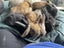 Beautiful baby mini lops Carousel 7