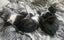 Furrytails Await – Adopt a kitten or cat for just $60 Carousel 12