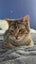 Furrytails Await – Adopt a kitten or cat for just $60 Carousel 13