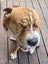 Sweetest 3-legged Sharpei X Carousel 2
