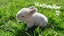 Purebred baby minilops!!! Carousel 4