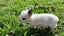 Purebred baby minilops!!! Carousel 8