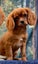 Free 5 month old Ruby cavalier king Charles Carousel 1