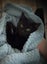 Herlinda - female 16 wks - Cat Care Rangiora Carousel 1